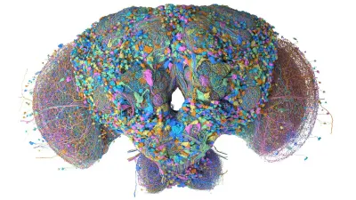 Google maps entire brain and central nervous system of adult male fruit fly, software engineers immediately make it run Doom — AI-powered 3D model of over 166,000 neurons can also play Super Mario 64