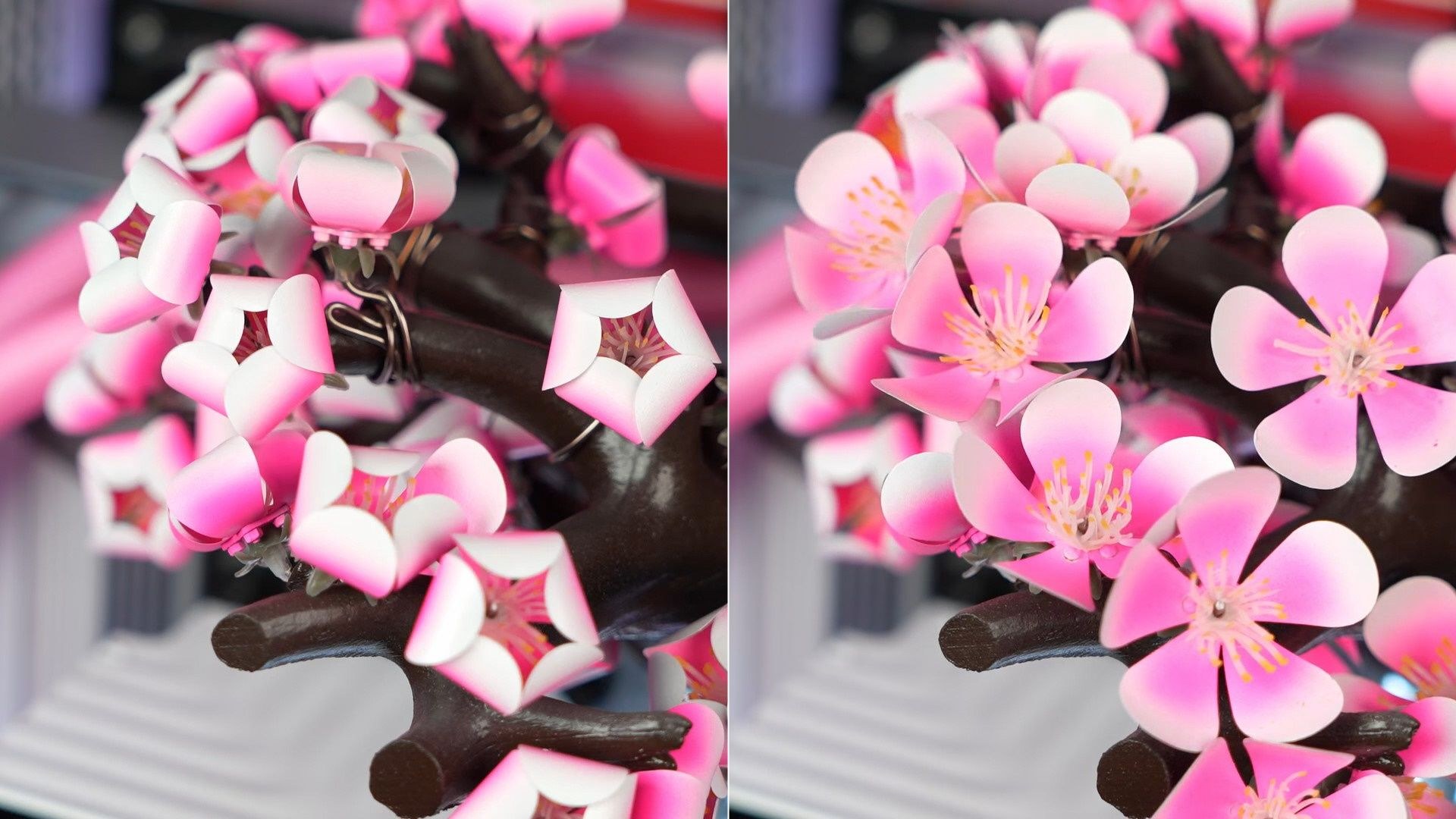 Two images of the Cherry Bloom's nominative blossoms, closed and open.